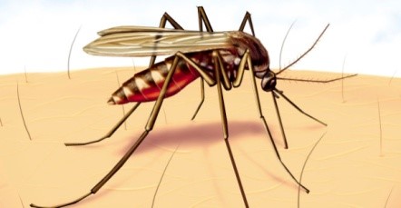 Укусы комаров бывают опасны
